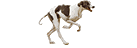 Hounds ran away!