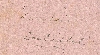 Page image.